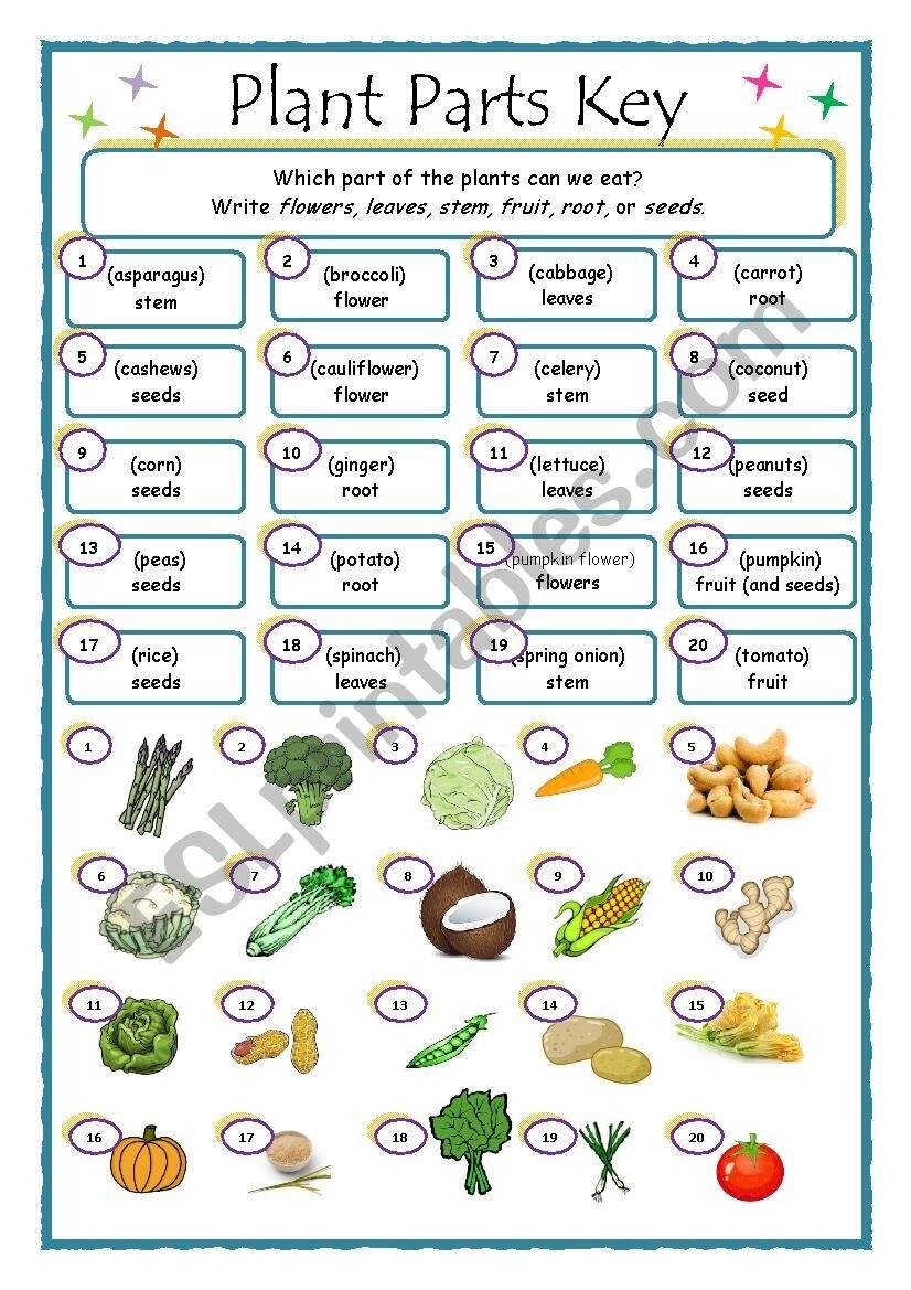 Plant Parts What Do We Eat ESL Worksheet By FionaVB