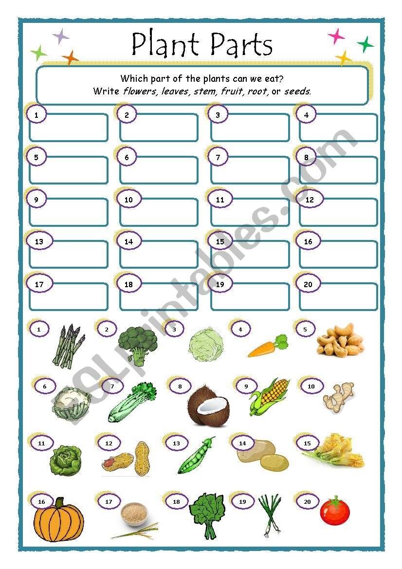 Plant Parts What Do We Eat ESL Worksheet By FionaVB