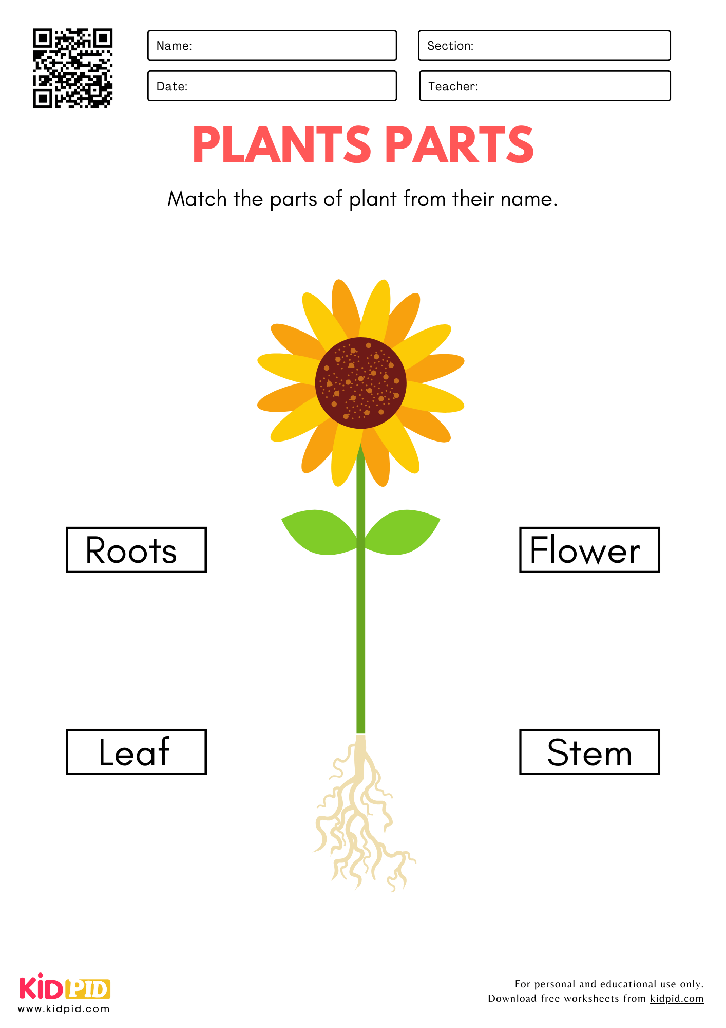 Plant Parts Worksheet For Kindergarten Kidpid
