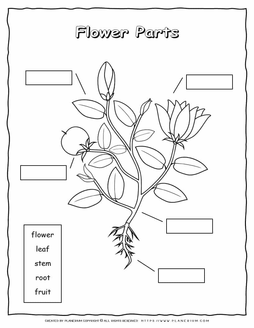 Plant Parts Worksheet Planerium Worksheets Library Free Parts Of Plant Worksheet Download Free Parts Of Plant Worksheet Png Images Free Worksheets On Clipart Library