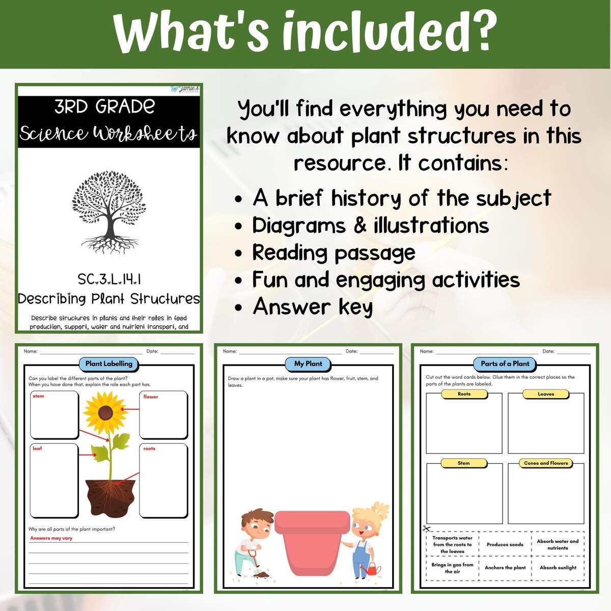 Plant Structures And Functions Activity Answer Key 3rd Grade Life Science Classful Plant Structures And Functions Activity Answer Key 3rd Grade Life Science Classful