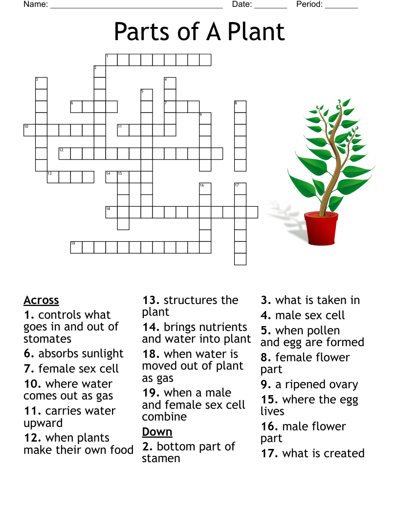 Plants And Animals Structure Crossword WordMint