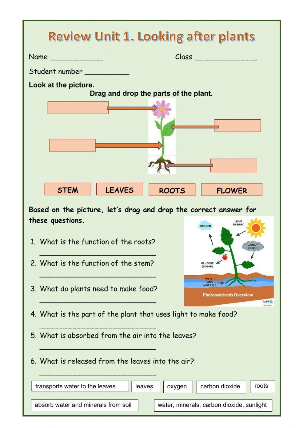 Plants And Their Parts Interactive Worksheet Worksheets Library
