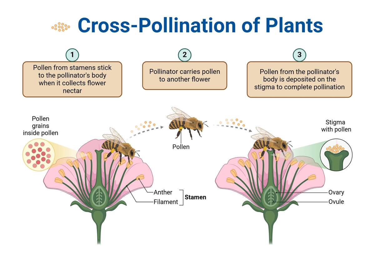 Pollination Types Agents Process And Importance