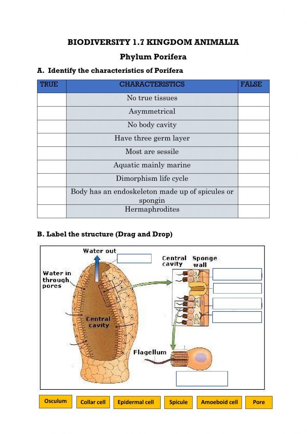 Porifera Worksheet Worksheets Library