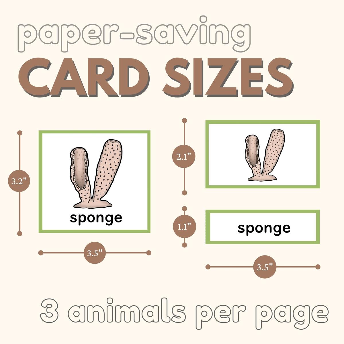 PORIFERANS Zoology Invertebrates Study Parts Of Sponge Montessori Nomenclature Made By Teachers