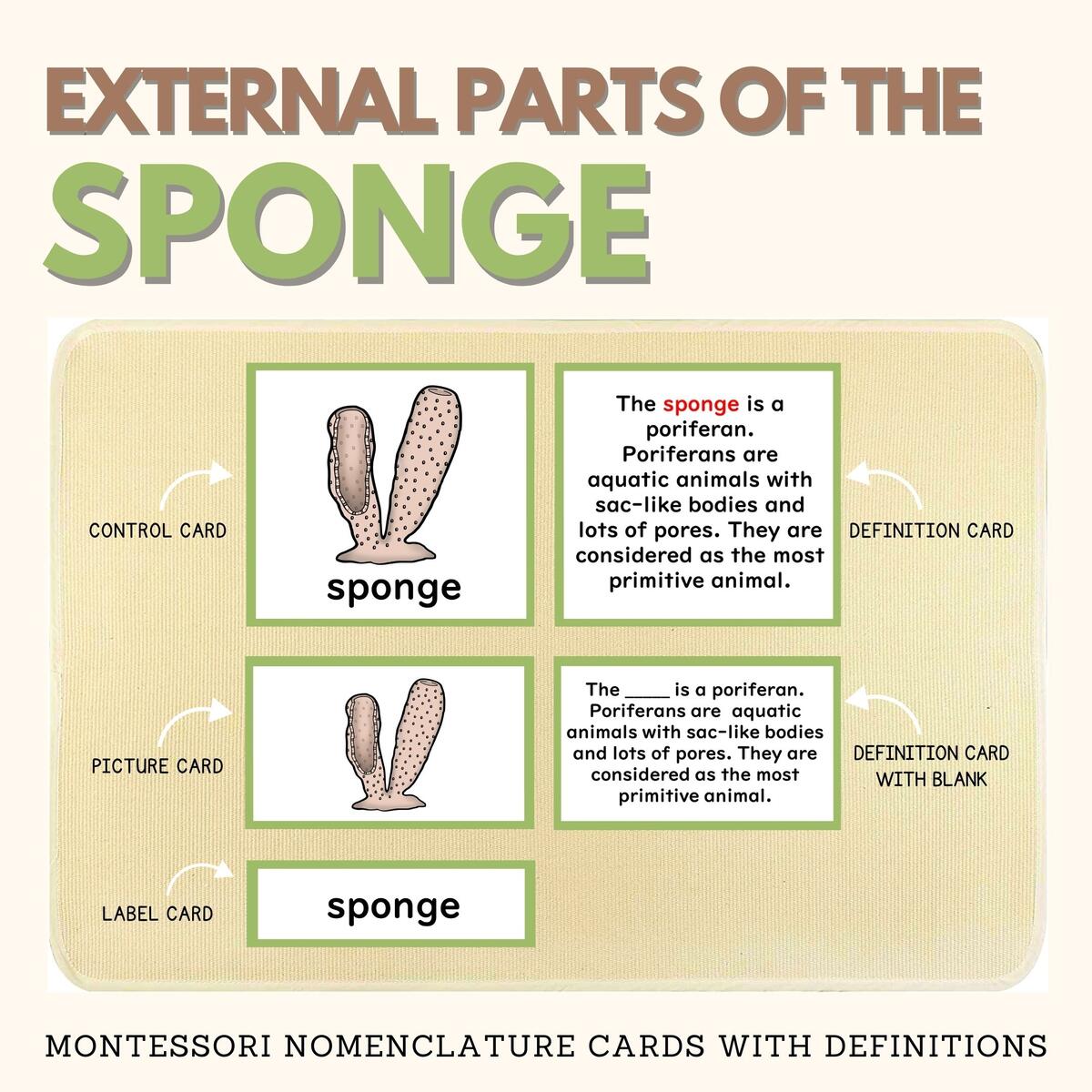 PORIFERANS Zoology Invertebrates Study Parts Of Sponge Montessori Nomenclature Made By Teachers