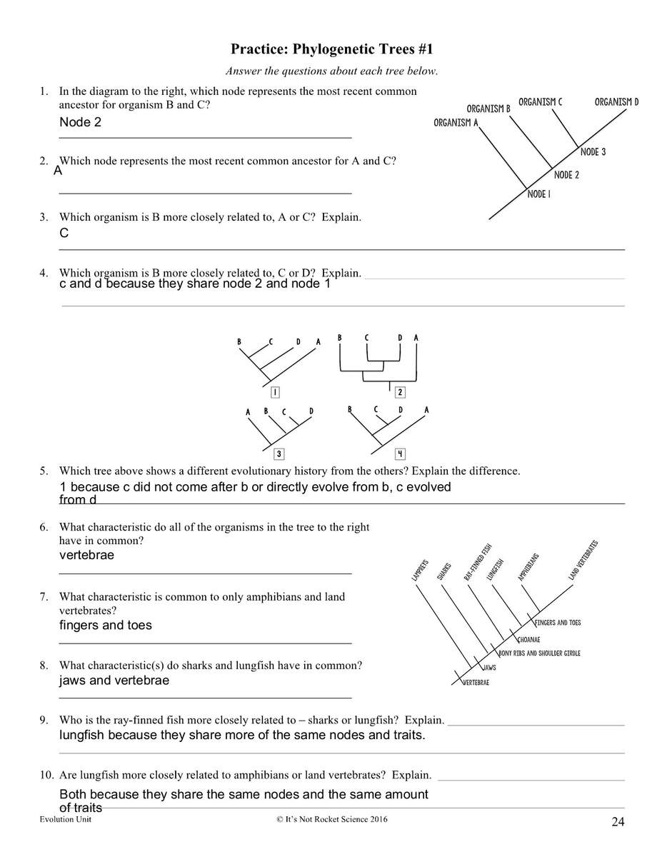 Practice Phylogenetic Trees 1 1 Worksheets Library Practice Phylogenetic Trees 1 1 Worksheets Library