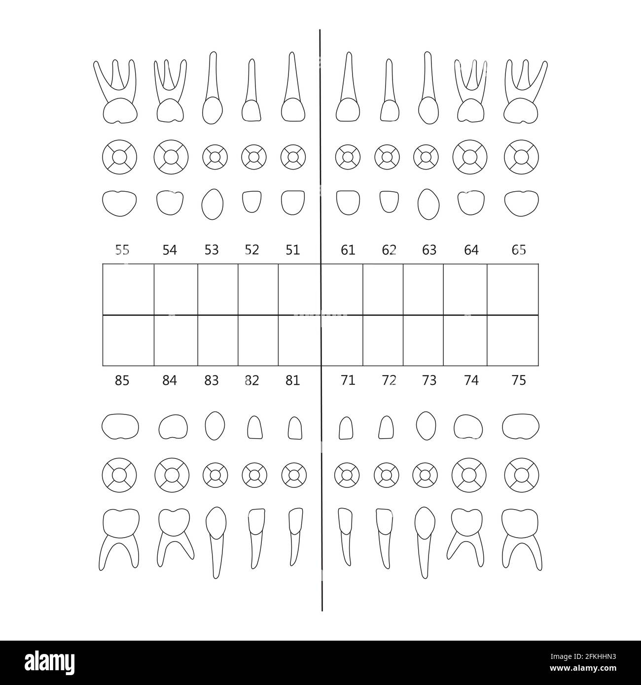 Primary Tooth Stock Vector Images Alamy Primary Tooth Stock Vector Images Alamy