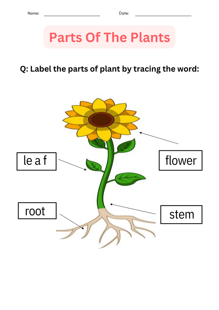 Parts Of A Flower Word Trace Raising Hooks