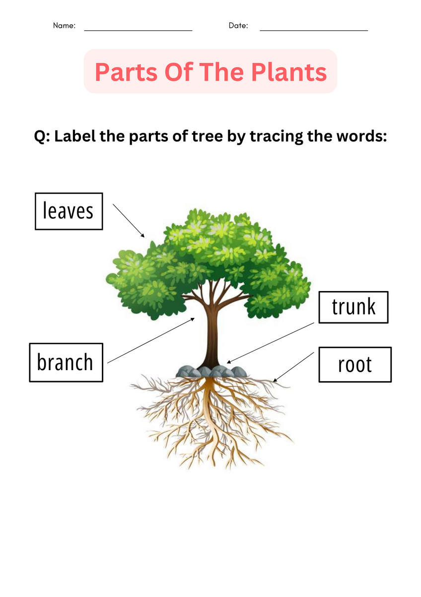 Printable Activities Parts Of A Plant Worksheet For Kindergarten Made By Teachers