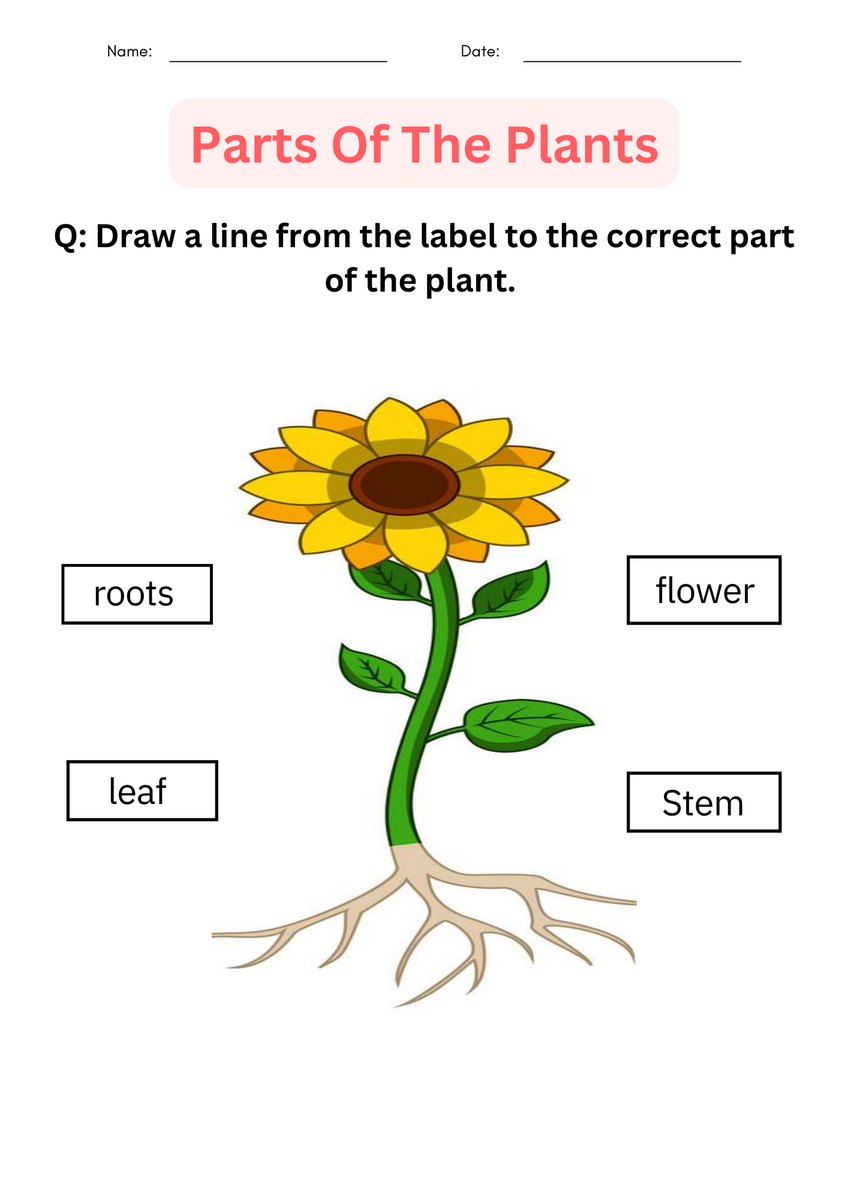 Printable Activities Parts Of A Plant Worksheet For Kindergarten Teaching Resources Printable Activities Parts Of A Plant Worksheet For Kindergarten Teaching Resources