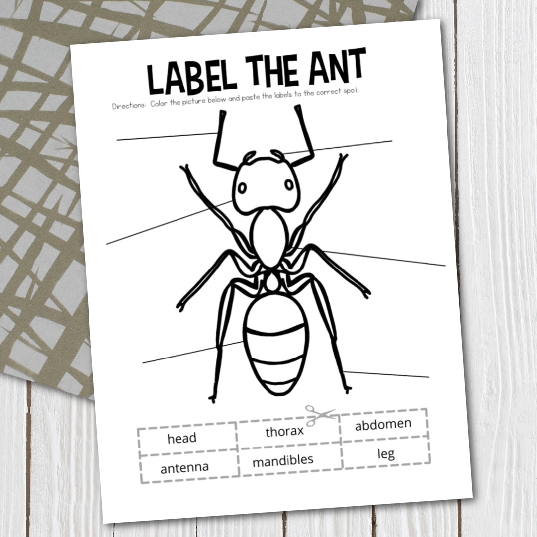 Printable Ant Body Parts Worksheet For Preschoolers Worksheets Library