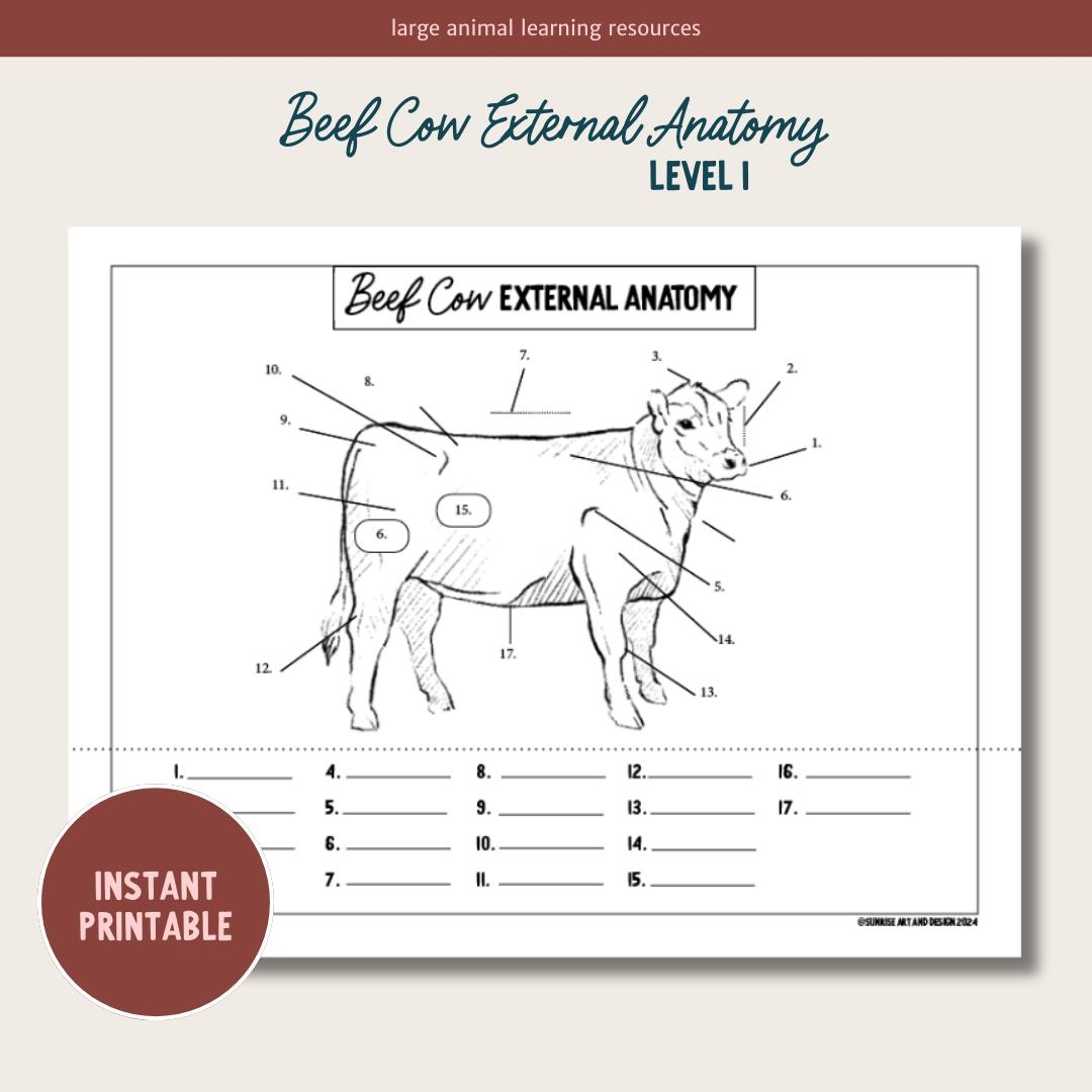 Beef Cattle Structures Needs And Habitats TeachKyAg