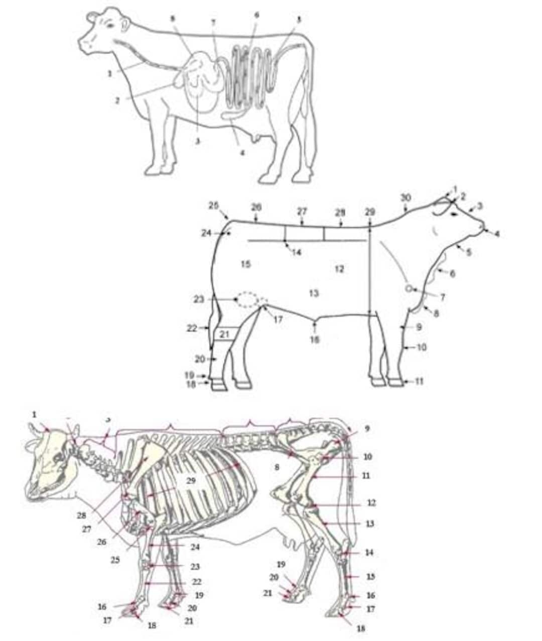 PRINTABLE Cattle External Digestive And Skeletal Anatomy Worksheet And Practice Sheets Etsy