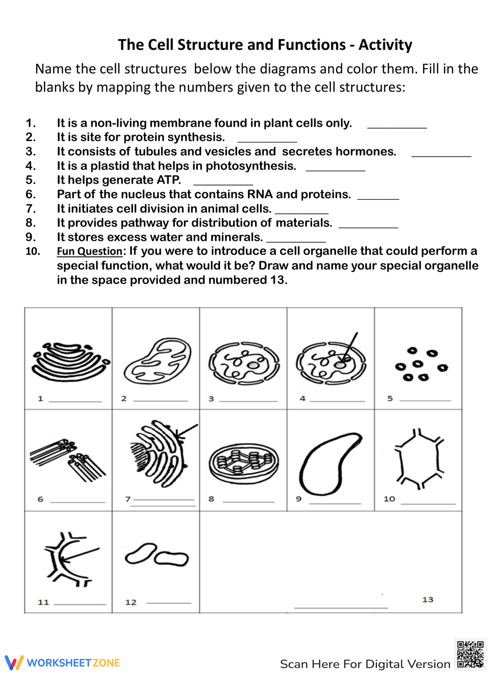 Printable Cell Structure And Function Worksheets Download Parts Of An Animal Cell Worksheet Education World