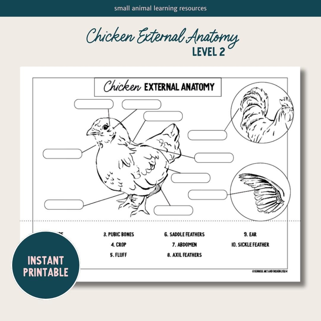 Parts Of A Chicken Differentiated Worksheets