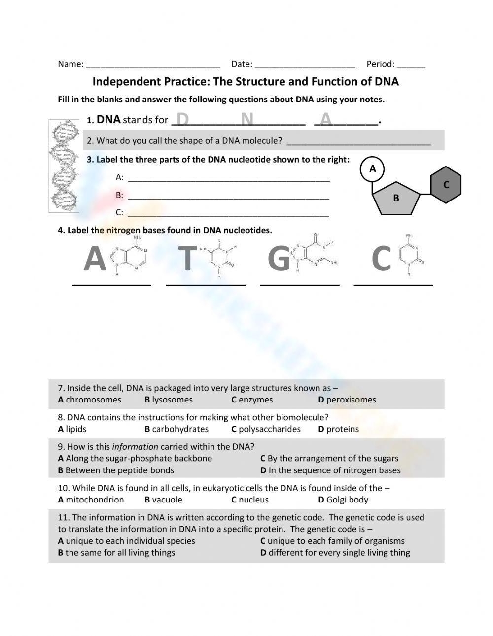 Printable Dna Structure And Replication Worksheets