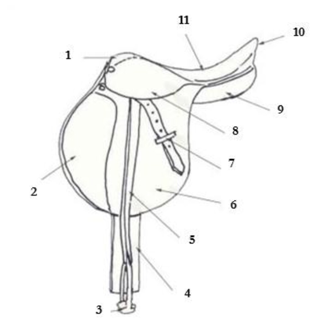 PRINTABLE English Saddle Anatomy Worksheet Etsy PRINTABLE English Saddle Anatomy Worksheet Etsy