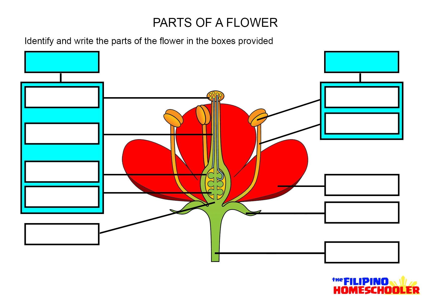 Printable Grade 3 Parts Of A Flower Worksheets Download