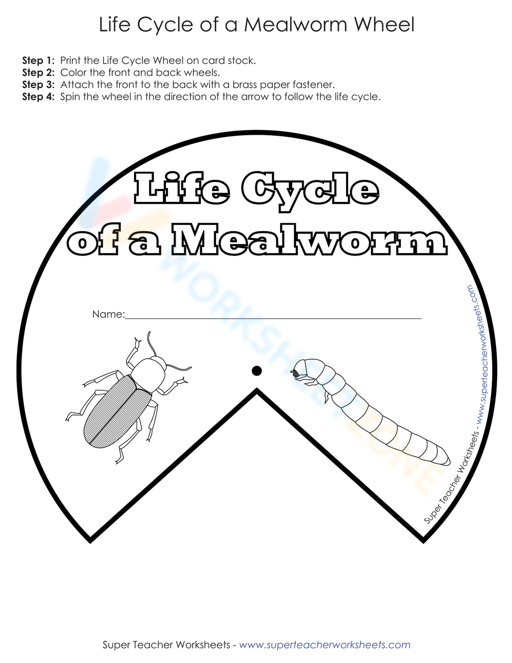 Printable Grade 4 Mealworm Life Cycle Worksheets Download Printable Grade 4 Mealworm Life Cycle Worksheets Download