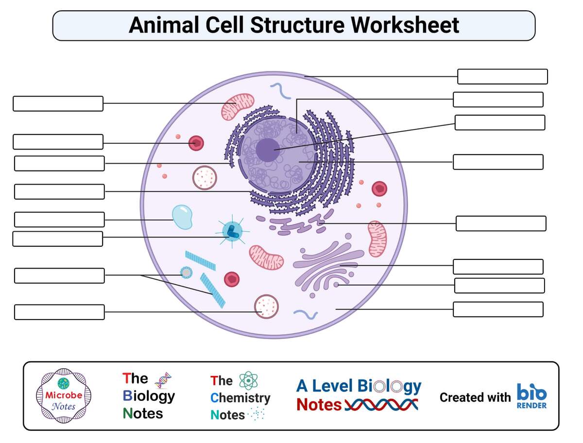 Printable Grade 7 Animal Cell Worksheets