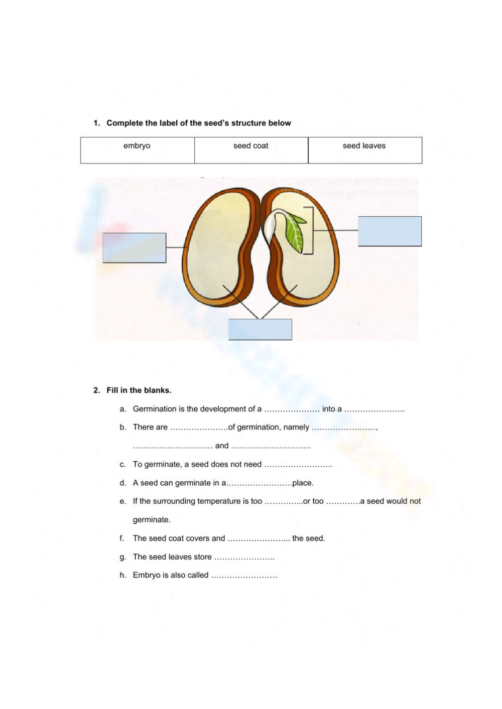 Printable Grade 9 Stages Of Seed Germination Worksheets Download Seed Anatomy Coloring Page Educational Science Illustration TPT