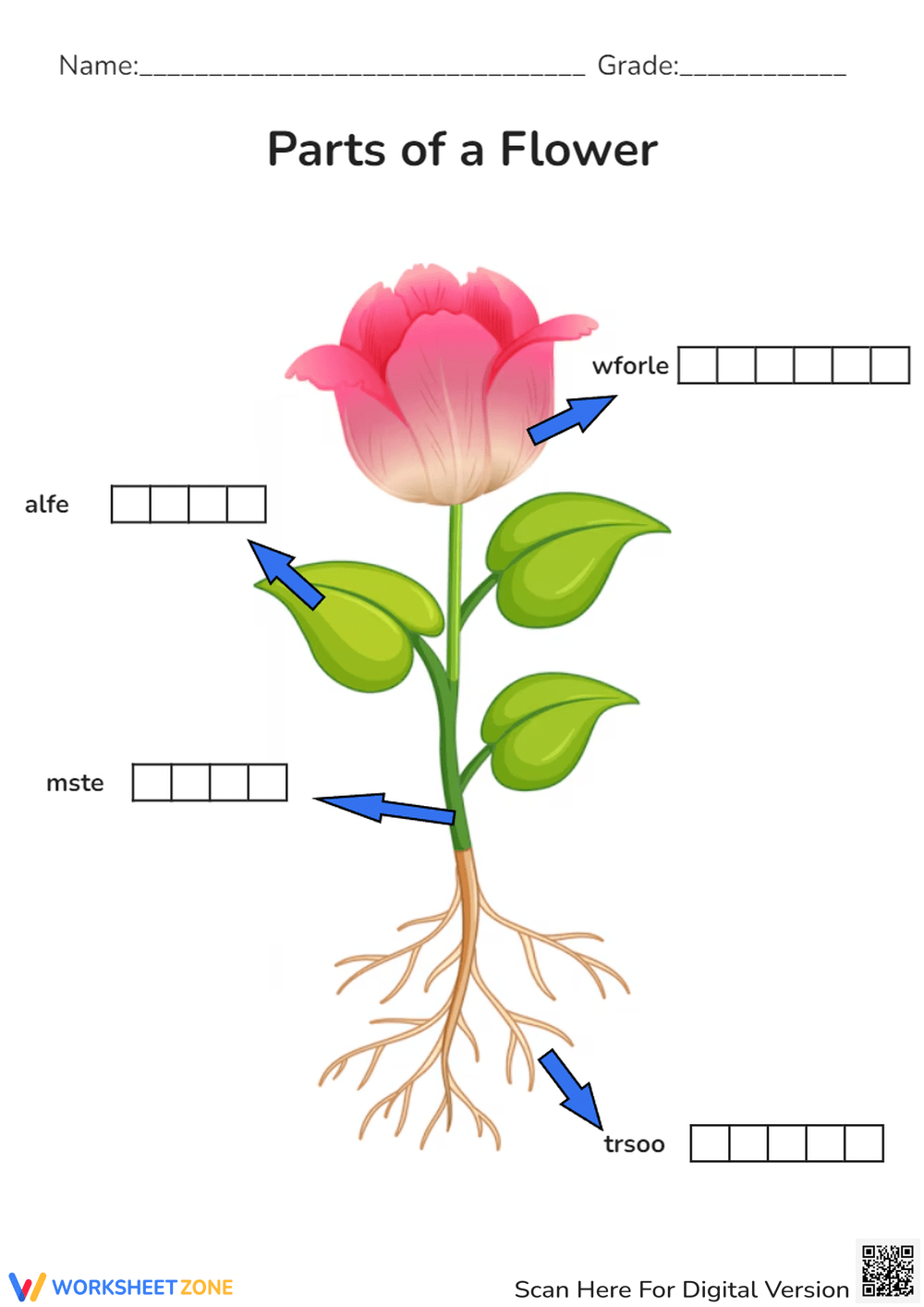 Printable Activities Parts Of A Plant Worksheet For Kindergarten Made By Teachers