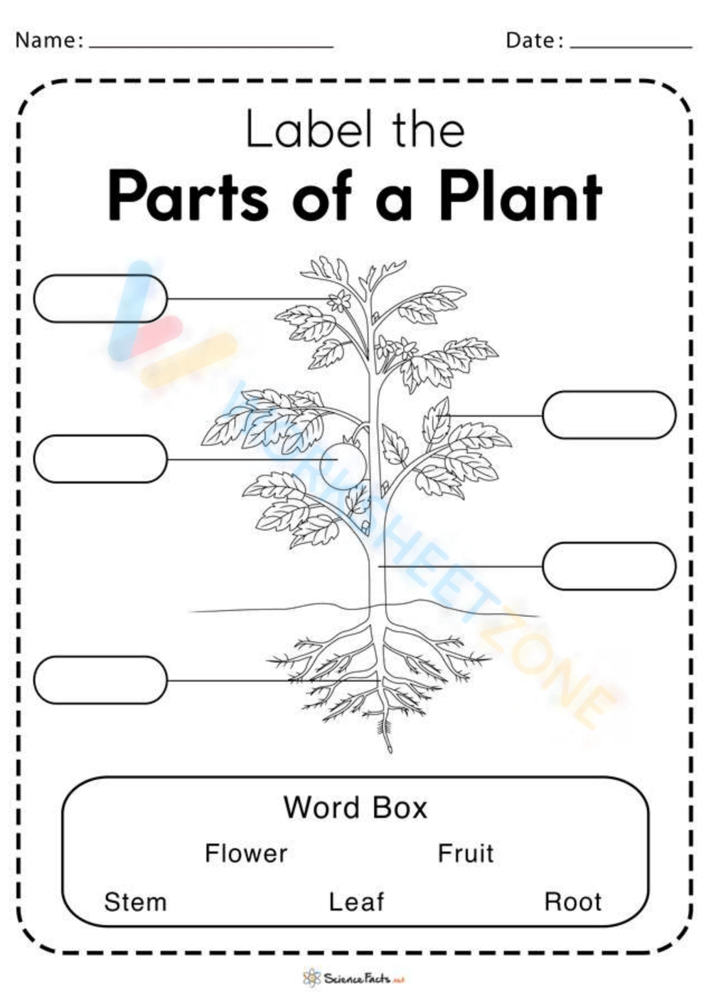 Parts Of A Plant Worksheet Parts Of The Plant Labeling Activity Summer School Resources Home School Plant Activity Etsy