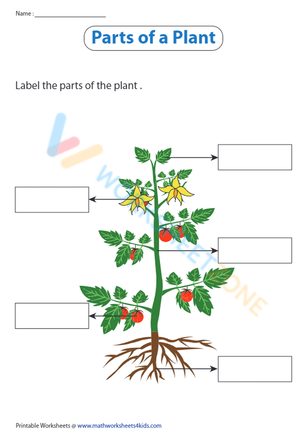 Printable Parts Of A Plant Worksheets