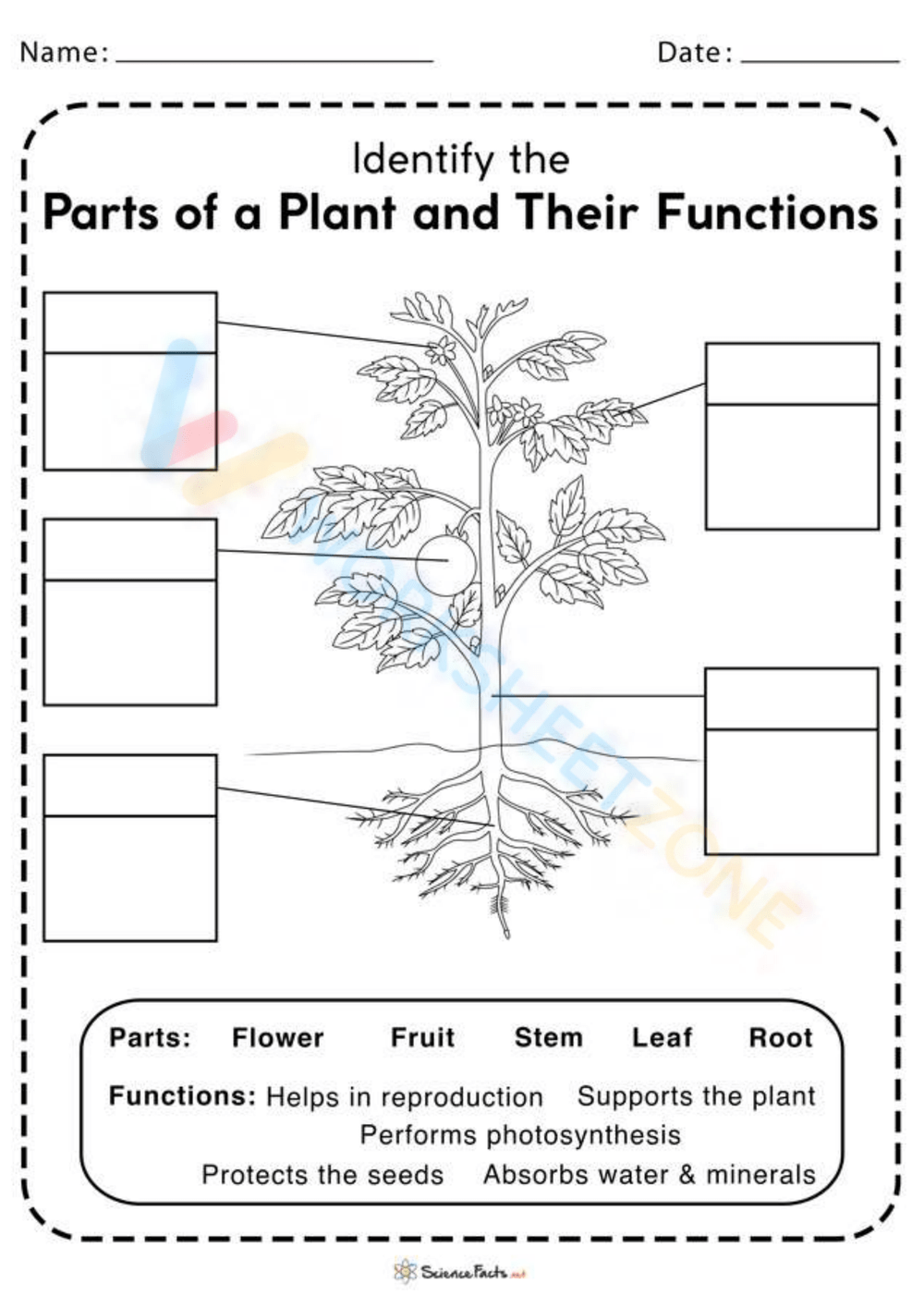 Printable Parts Of A Plant Worksheets