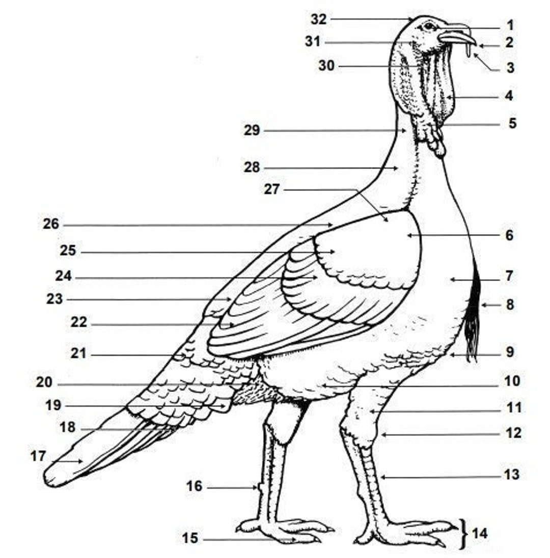 Free Parts Of A Turkey Worksheet