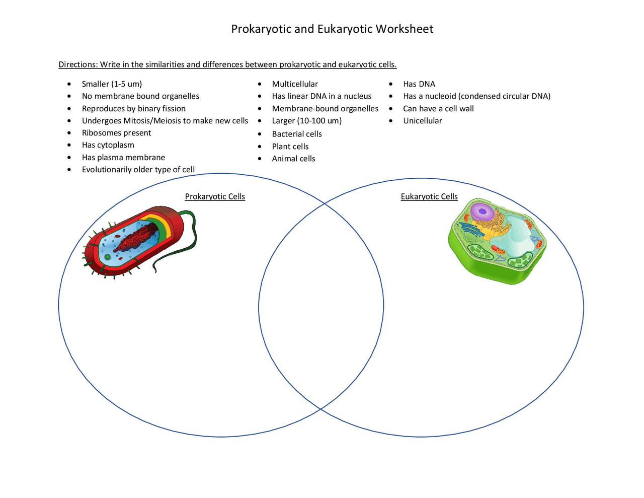 Prokaryotic And Eukaryotic Worksheet Lecture Notes Genetics Docsity