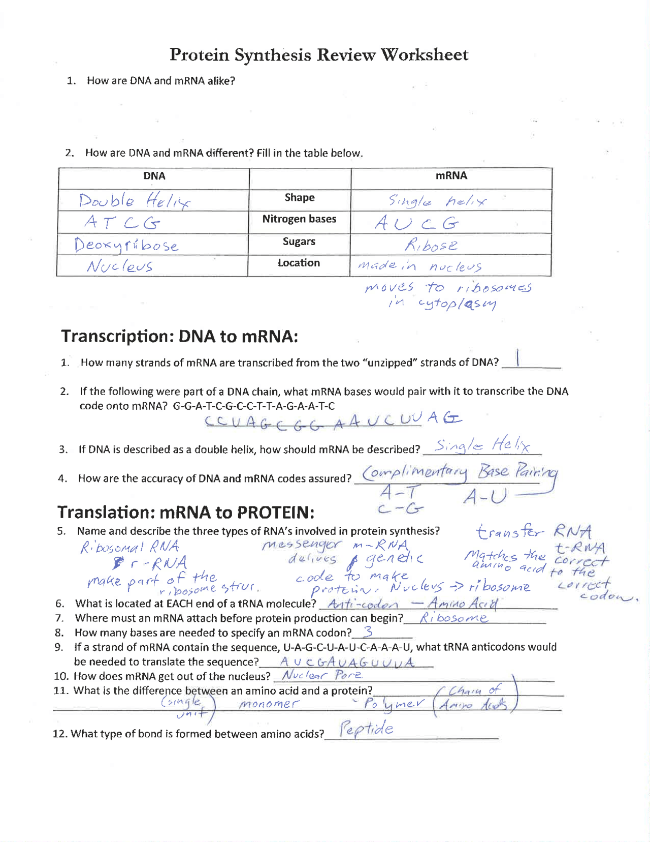 Protein Synthesis Review Worksheet And Flow Chart Schemes And Mind Maps Biochemistry Docsity