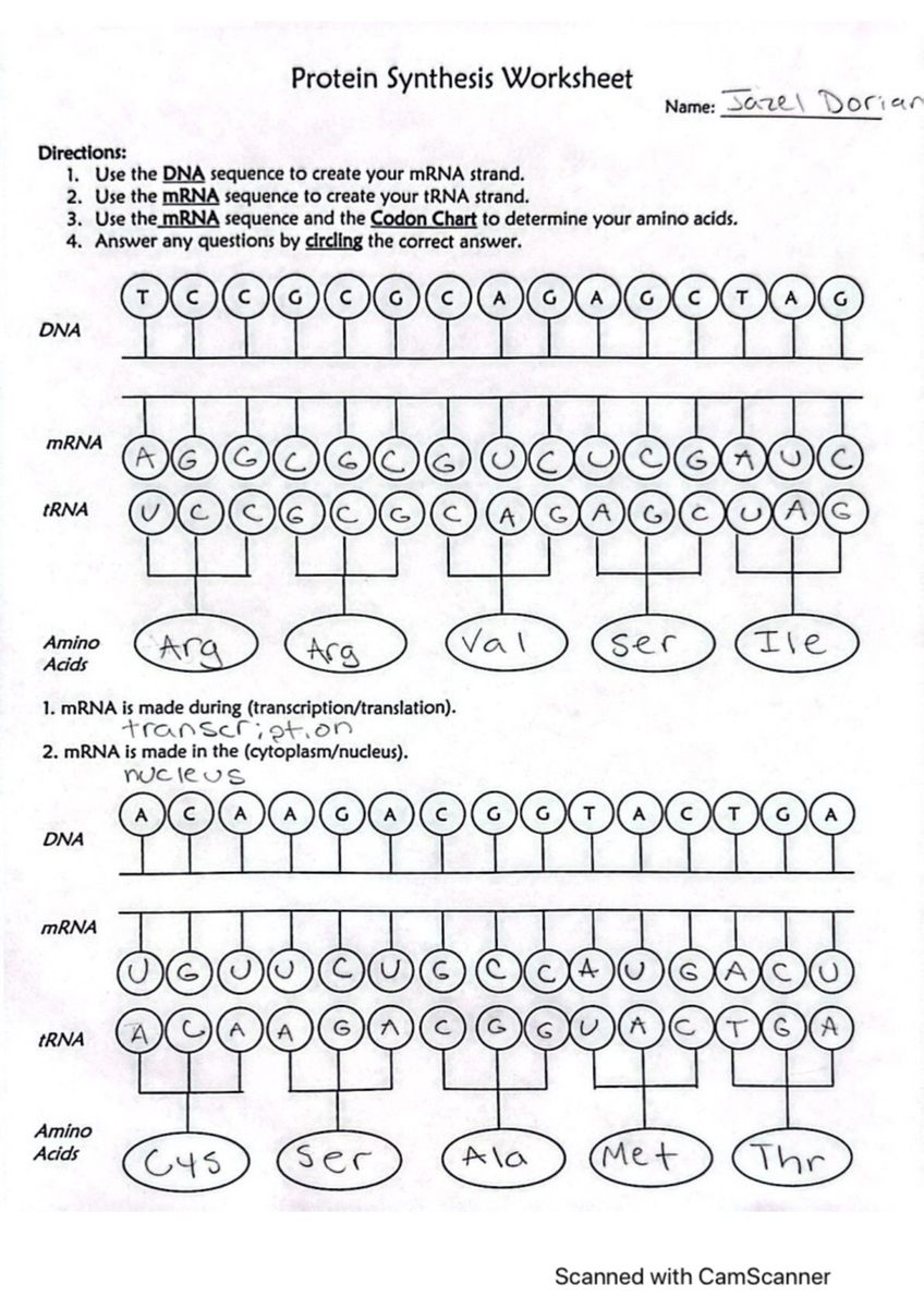 Protein Synthesis Worksheet For Biological Studies Studocu Protein Synthesis Worksheet For Biological Studies Studocu