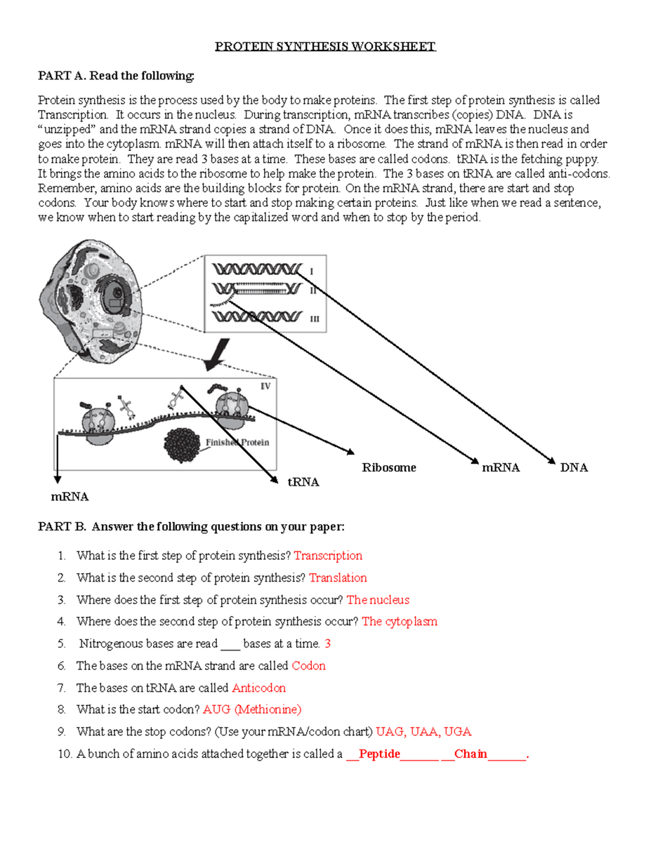 Protein Synthesis Worksheet In Class Notes For BIO 101 Studocu