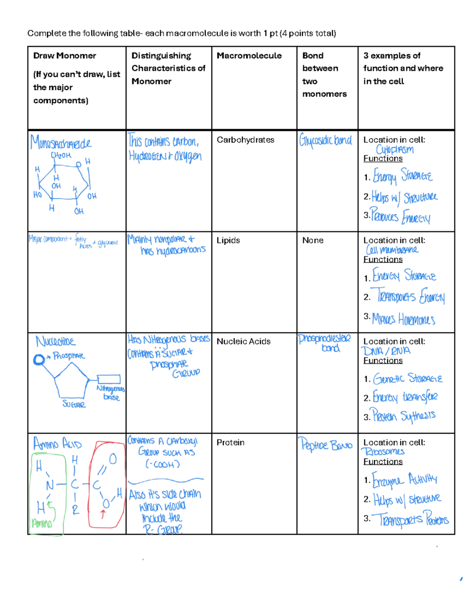 Protein Synthesis Worksheet In Class Notes For BIO 101 Studocu
