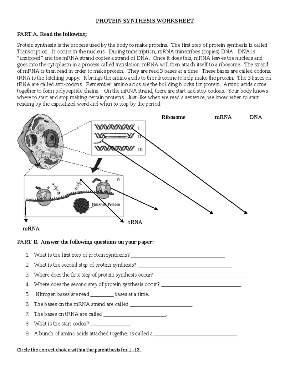Protein Synthesis Worksheet Key Concepts Questions For Study Studocu