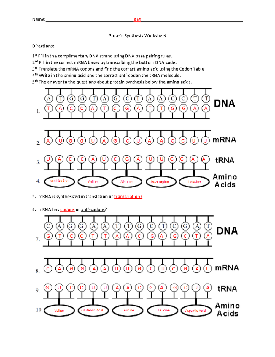 Protein Synthesis Worksheet Cancer Katelyn Owens Library Formative