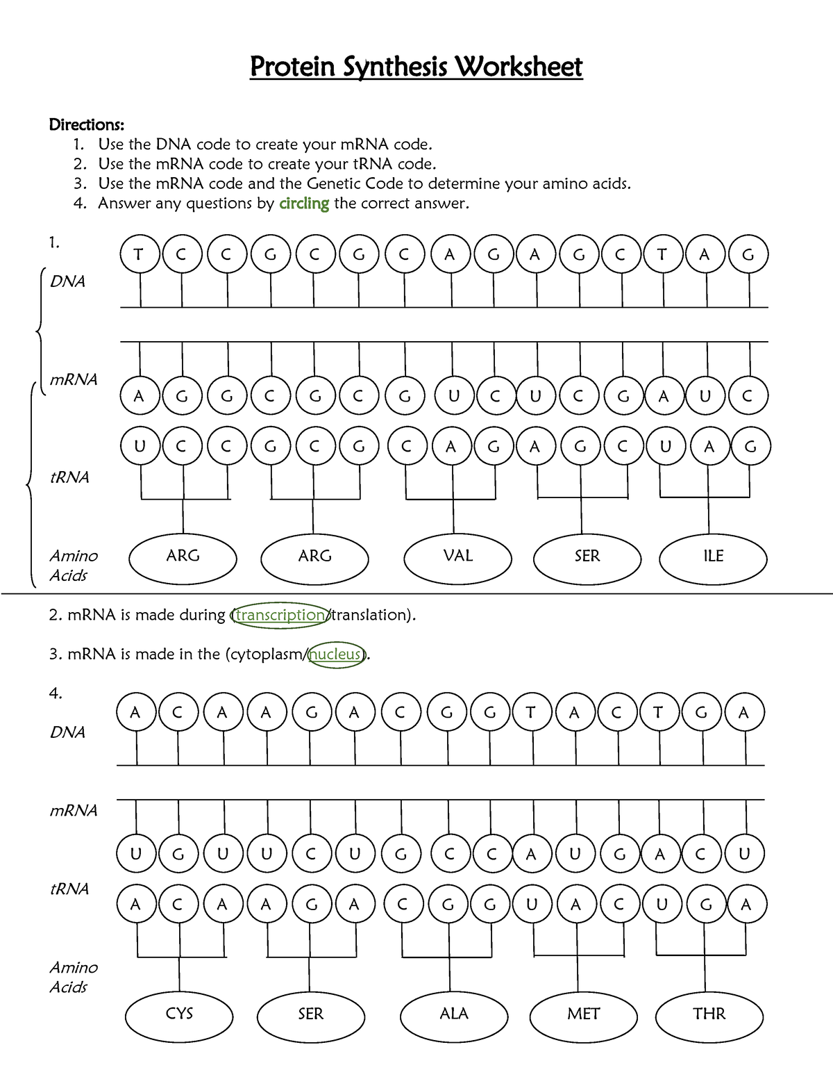 Protein Synthesis Worksheet Steemit Worksheets Library