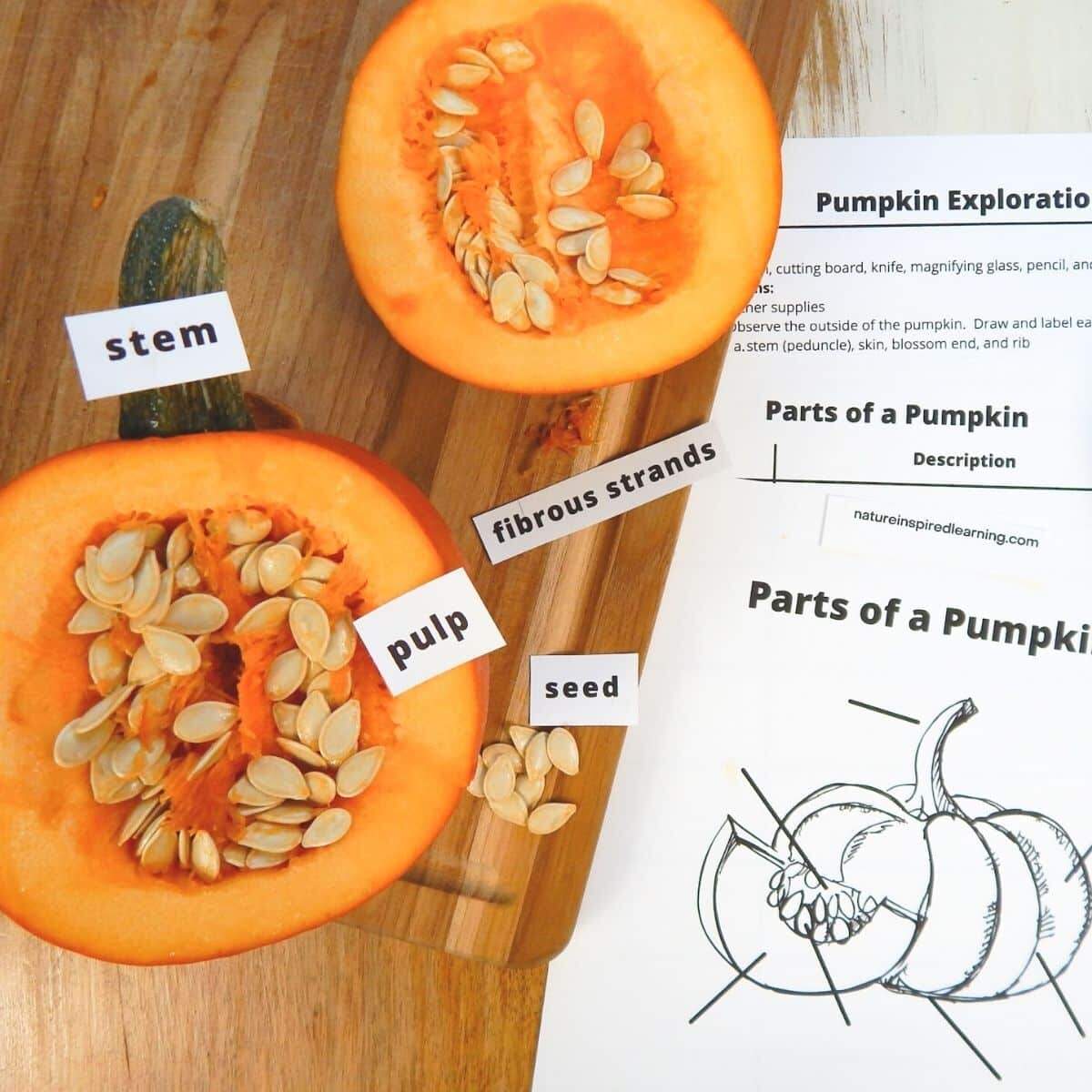 Pumpkin Exploration With Printables