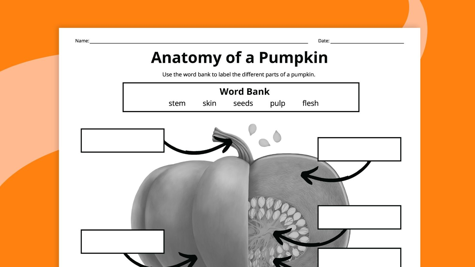 Pumpkin Life Cycle Worksheets For Kids Free Printables Pumpkin Life Cycle Worksheets For Kids Free Printables