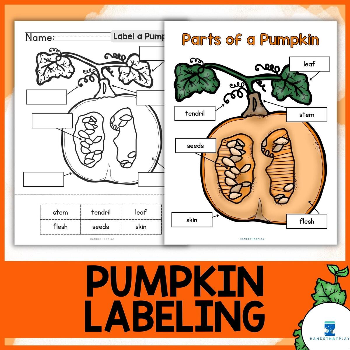 Pumpkin Science Fall Activity Label Parts Of A Pumpkin Diagram Etsy Pumpkin Science Fall Activity Label Parts Of A Pumpkin Diagram Etsy