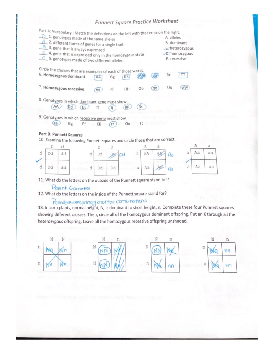 Punnett Square Practice Worksheet Genetics Techniques And Examples Studocu