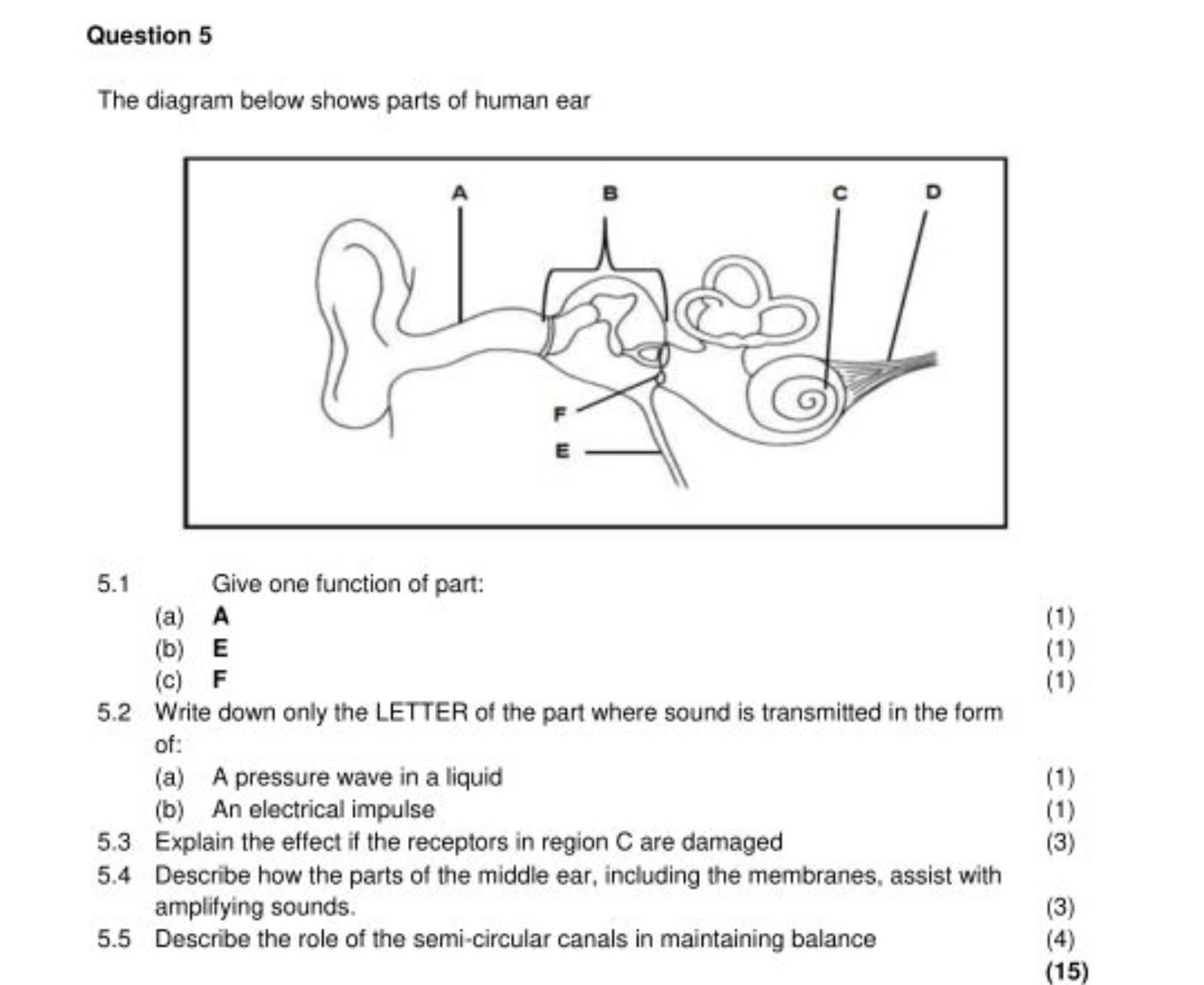 Question 5 The Diagram Below Shows Parts Of Human Ear 5 1 Give One Functi Question 5 The Diagram Below Shows Parts Of Human Ear 5 1 Give One Functi