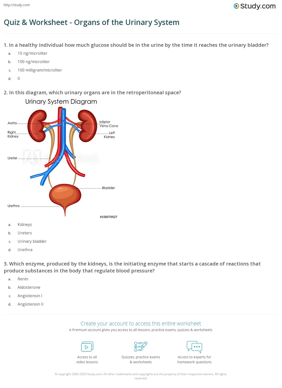 Quiz Worksheet Organs Of The Urinary System Study