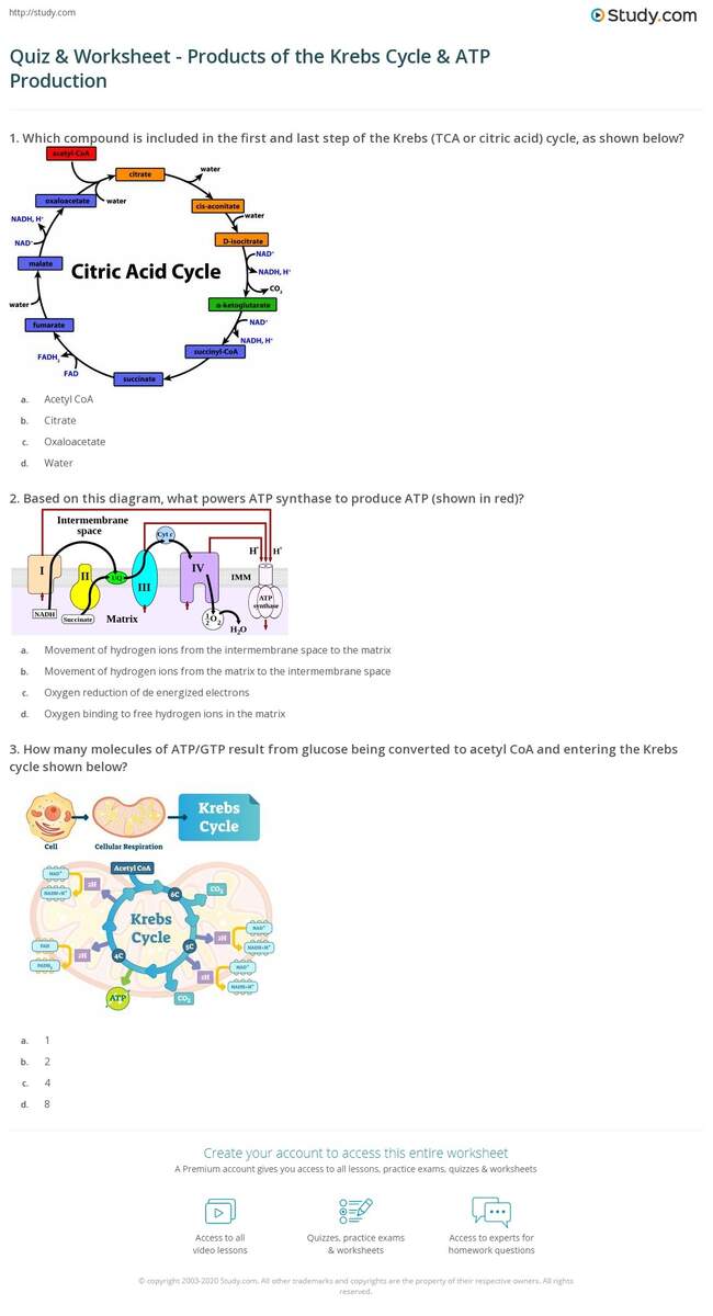 Quiz Worksheet Products Of The Krebs Cycle ATP Production Study