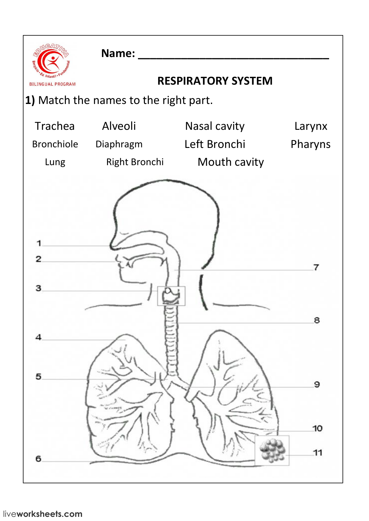 Respiratory System Worksheet