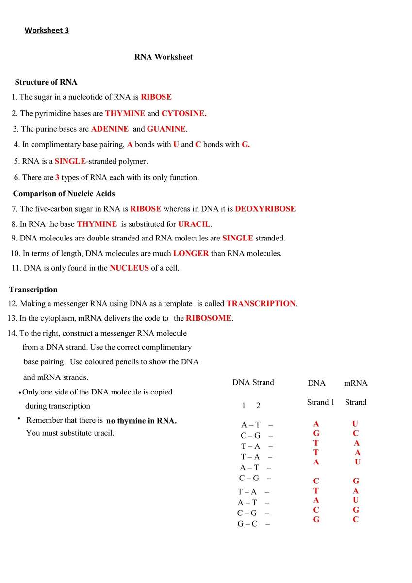 RNA Worksheet RIBOSE THYMINE CYTOSINE ADENINE GUANINE A U Flip EBook Pages 1 3 AnyFlip RNA Worksheet RIBOSE THYMINE CYTOSINE ADENINE GUANINE A U Flip EBook Pages 1 3 AnyFlip