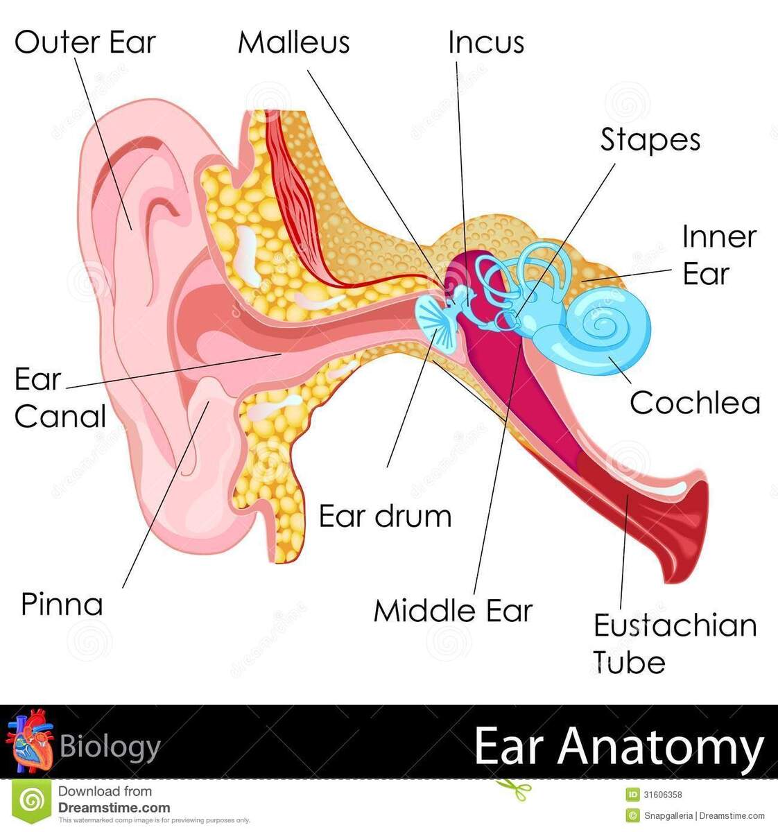 S O H Save Our Hearing Musicians Health Collective Worksheets Library S O H Save Our Hearing Musicians Health Collective Worksheets Library